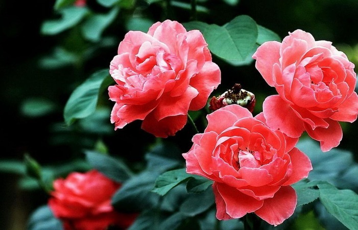 养护月季,掌握一个小技巧,花色艳丽,开花开爆盆