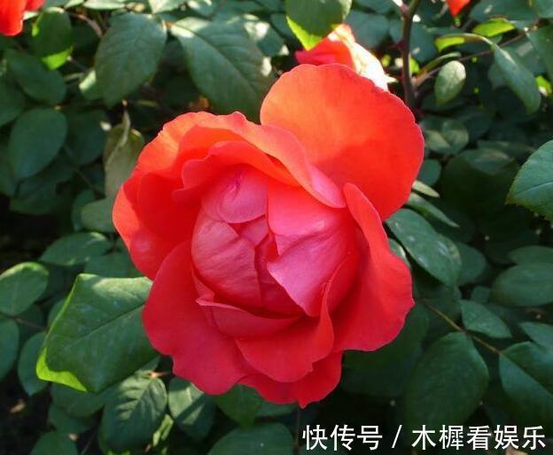 病因|月季得了根瘤病怎么办教你“4法”,找对病因,提早预防是关键