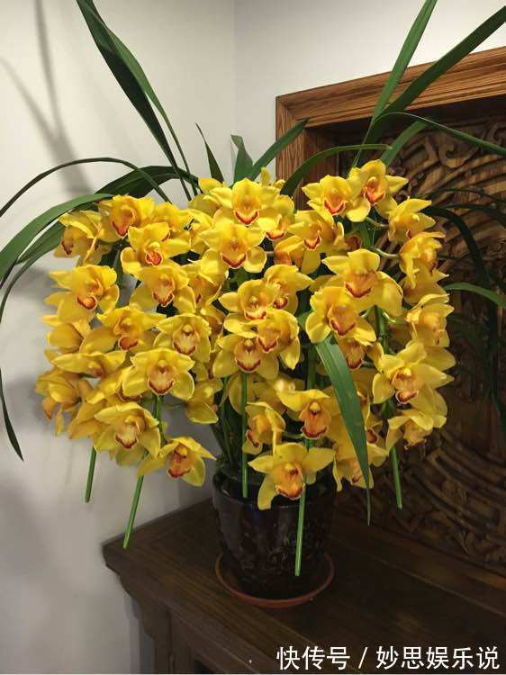 家里养4种花,冬天别再修剪了,小心剪完不开花