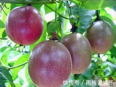 阳台|最适合阳台种植的5种盆栽水果，结果多、好养活，健康又美味！