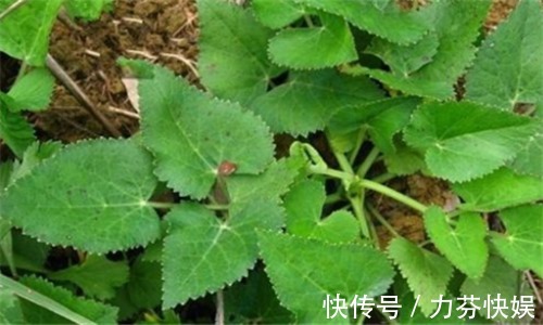 减肥法|秋天来了，推荐多吃3种食物，延缓衰老，促进睡眠，早吃早好