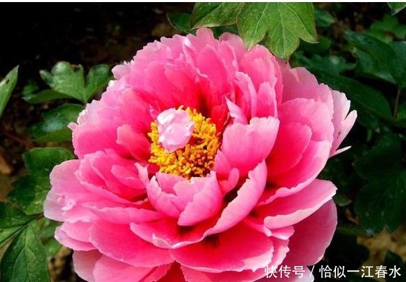 阳台|有阳台必养花,几种花很适合,花开美丽花期长,争着开花让你赏