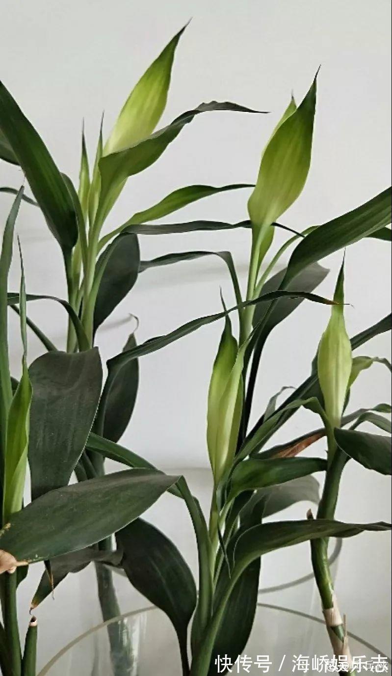 柳枝|它是天然“生根剂”,给花浇一点,根系壮猛发芽!