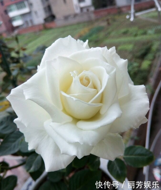 “高端名花”女人香气,姿容高雅,娇嫩柔和,实属养花首选