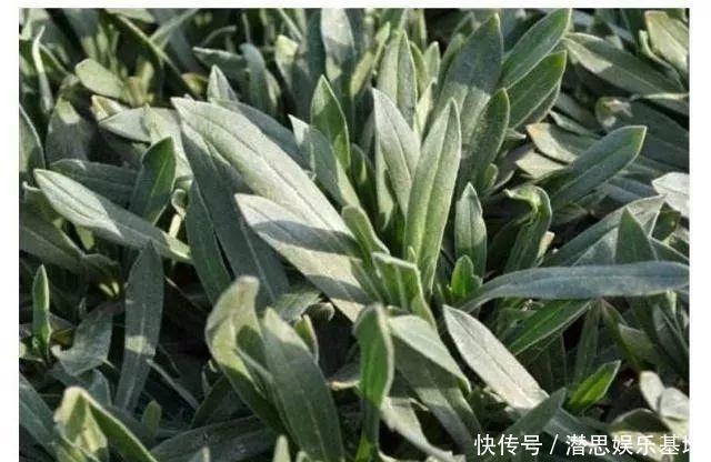 这种植物晒干了泡水喝，能止咳，村里很多老人喝，你见过吗？