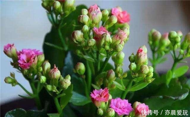 迎刃而解|长寿花不长花苞,那就用这招,问题迎刃而解