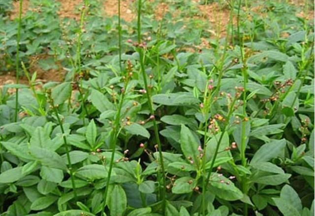 土人参|农村“野草”,价值超人参,以前不敢吃,今城里15一斤成稀罕货