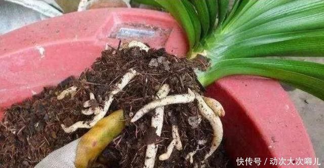 肉质根|做好“2件事”,君子兰根肥,新叶多,年年开“爆盆”