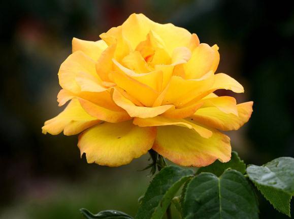 月季养家中,“一点”不能忘,花苞一冒几十朵,花开数不清