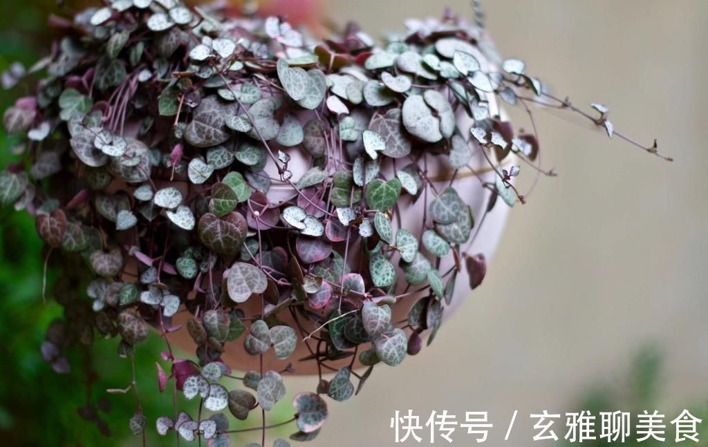 叶色|适合吊起来养的植物,养几盆,家里美成花海