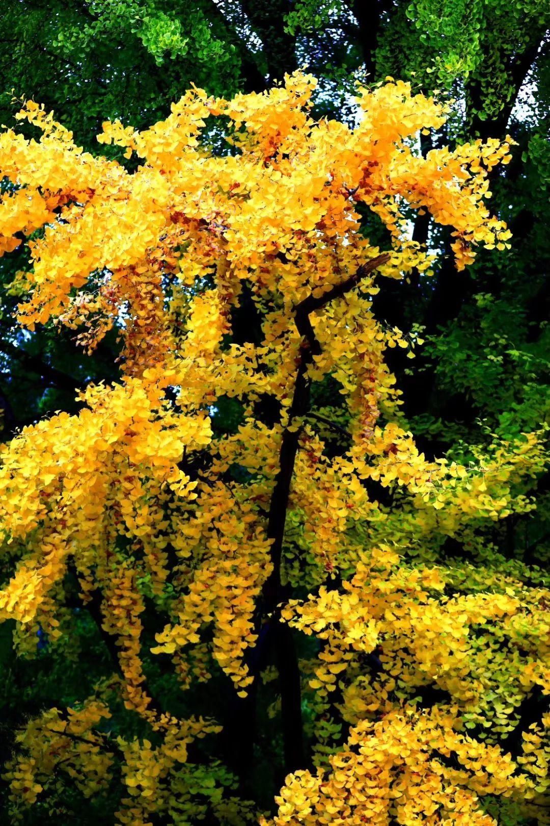  门头沟|古寺有灵知秋日，芳华无限在戒台——到门头沟最美的寺庙打卡