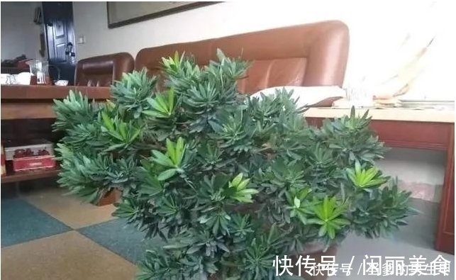 种“罗汉松”用枝条，掰一根插土里，不久之后便可成为老树桩！