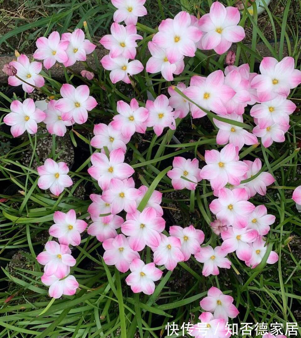 仙人球|3种花，越热越开花，越晒越开花，花色丰富又鲜艳