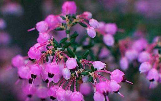 养花试试4种花,绚丽多彩,漂亮又好养,清香一满屋