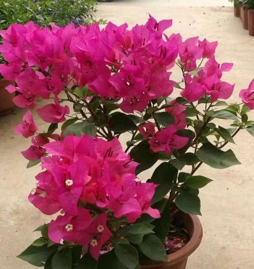 光照|三角梅入秋管理做好4点,花开到过年