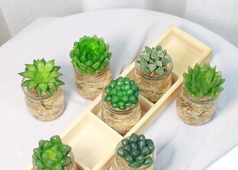 多肉可以不用土养,买几个玻璃瓶,装满水,养多肉很漂亮