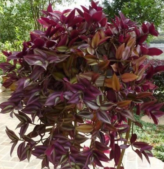 喜欢菊花,不如养盆“开花机器”,娇羞可爱,令人着迷