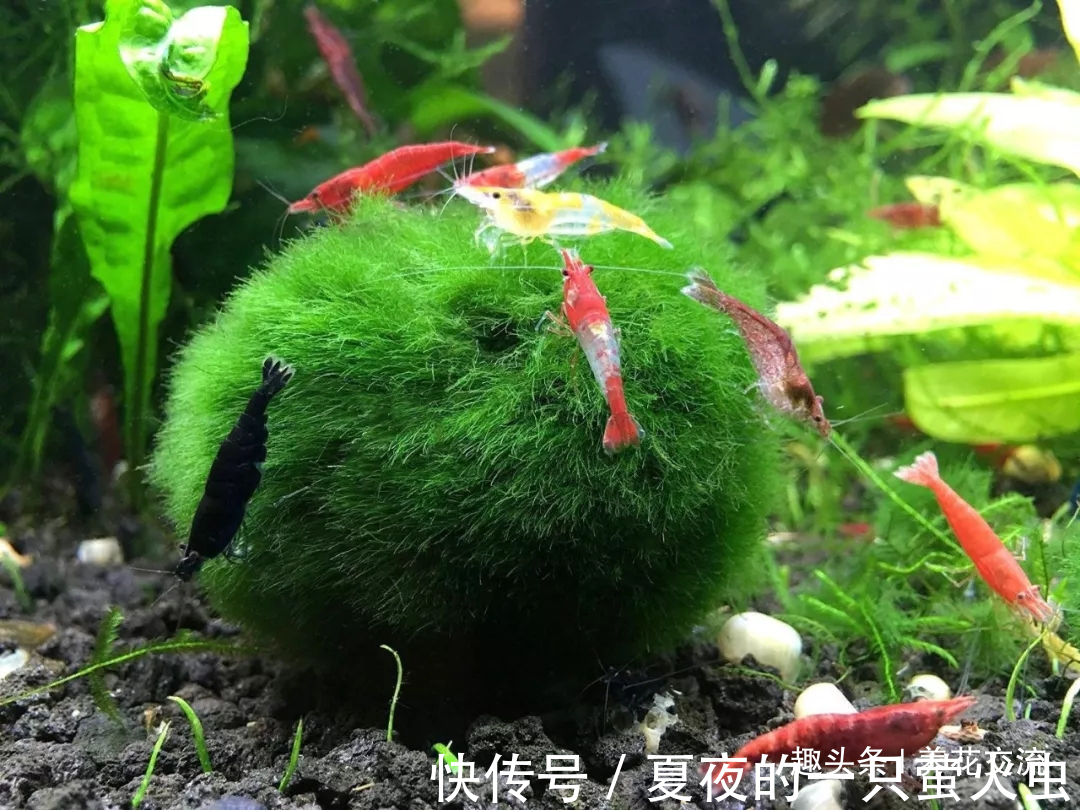 特别小众的13种奇特观赏盆栽，适合养在桌面上，看着都想养几盆