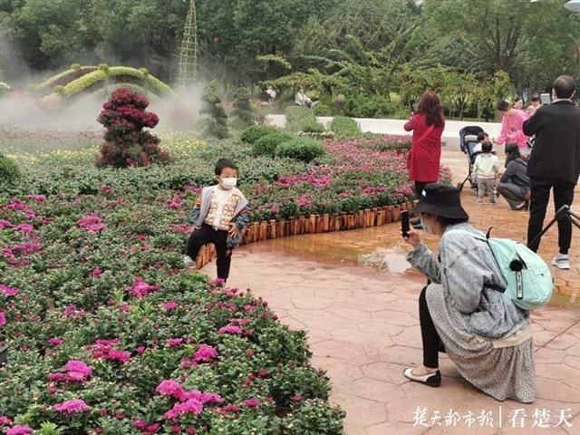  大立菊|菊展花浪排山倒海！