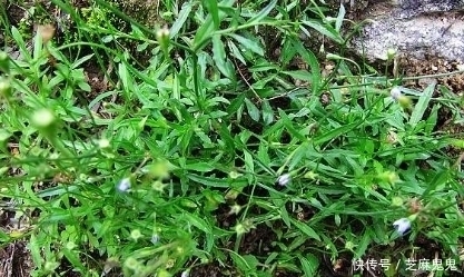 农村|农村田野中这些野草都是上等的中草药,如果不认识就太可惜了!