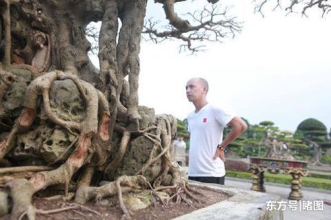  男子|男子15年前花三千元买棵盆景树，现有人出价数十万不舍得卖