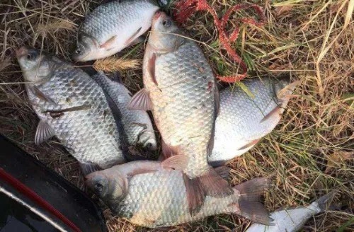 鲫鱼|10款自制的鲫鱼饵料配方公开，简单又省钱，我用了20年，每次都出钓都爆护！