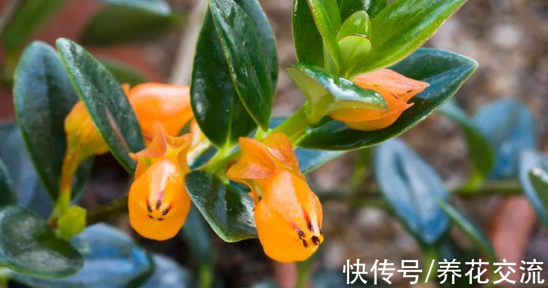 8种小众的垂盆花卉,小巧且可爱,朝东的窗台上可悬挂几盆