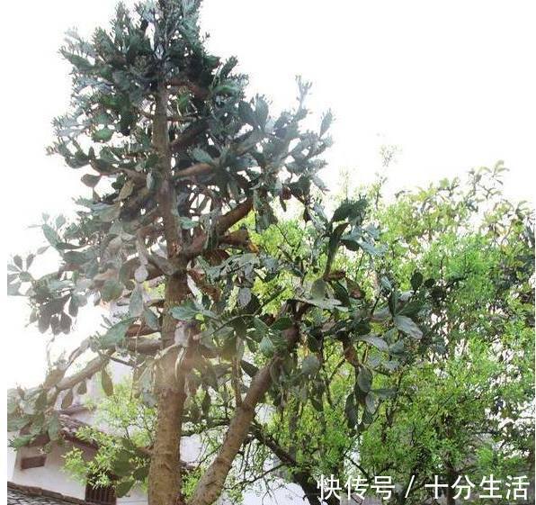 养20年的“仙人掌”，长成4米高的“大树”，年年开花又结果