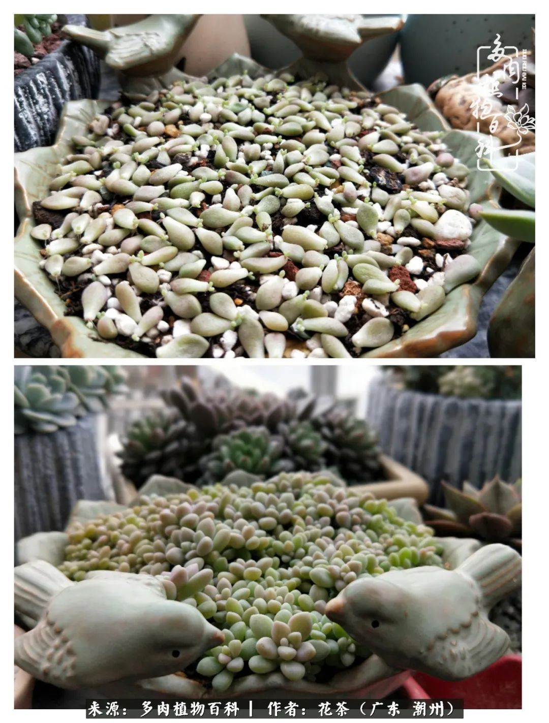 放松心情,静享愉悦,阳光下的多肉是最美的!