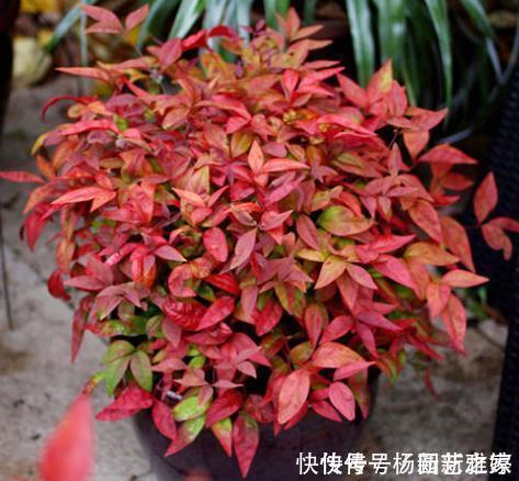 寒冷的冬天阳台“冷清”,养5种花,叶子比花美,不开花也漂亮