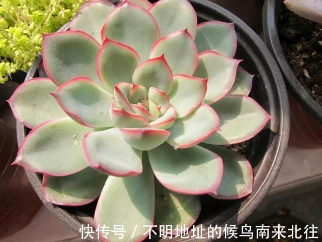 60种多肉图鉴及养护要点,1分钟学会,超全超实用!