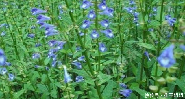 农村有一种植物它叫半枝莲,野地看到挖回家,养护简单开花美