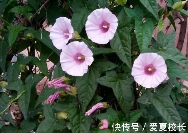 治病|墙角一朵花，种子能治病！咽喉肿痛、腰疼、水肿、咳嗽立马见效