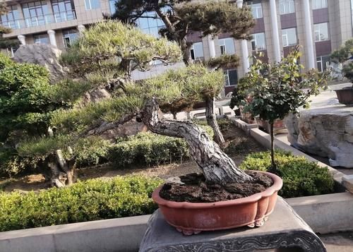 摘叶|摘叶的妙用,不仅能增加桩景的观赏价值,还能提高养护效果