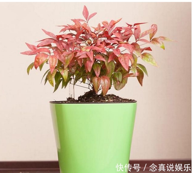 习性|养花请别再相信几天浇一次水，正确的浇水方法全在这！