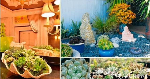 「提示」多肉爱好者们,请收下这份养护攻略!