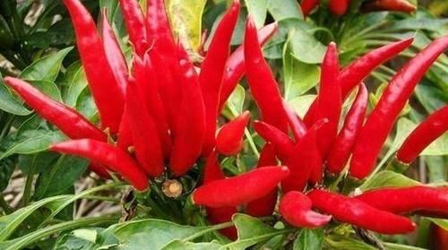 改善|女性养生,推荐常吃3种食物,排毒瘦身,改善皮肤,有益健康