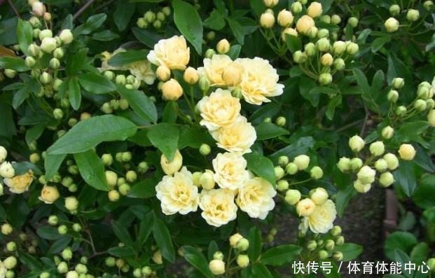 院子再小,也要养棵它,2年长一片,开花特别美,左邻右舍都说香!