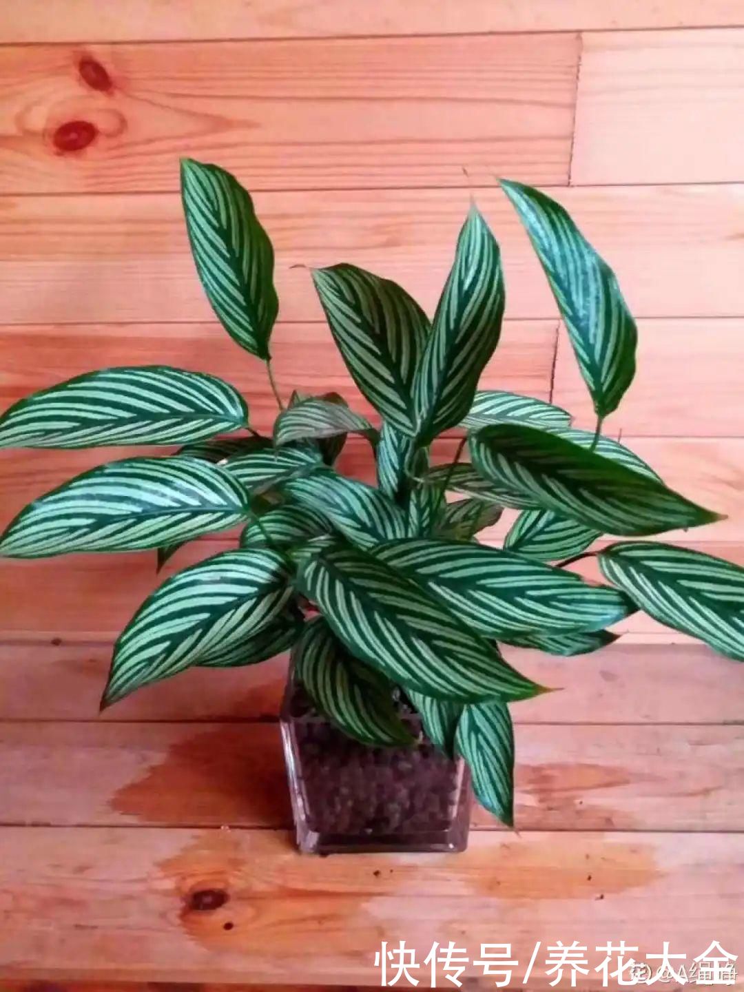 半死不活的花，扔水里，突然长疯了