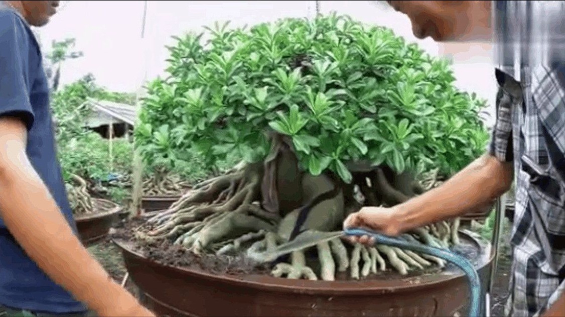 门前栽桂花，人前显富贵！新买的做好4点，缓苗快，花满枝