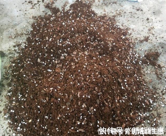 松针|家里花卉换盆，剩下“旧土”怎么办老花匠“这么”处理更肥沃！