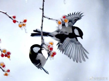 吉林|今日大雪，来看看素颜的吉林有多美