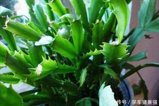 天热了，蟹爪兰要休眠，这几件事不能做，不然烂根枯萎！