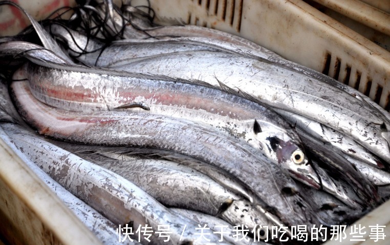 都是带鱼,为啥有的一斤10元,有的300元?老渔民告诉你差在哪儿