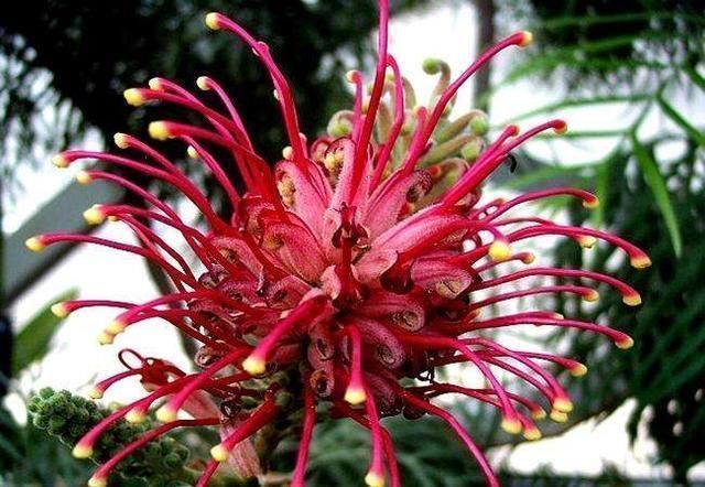 疯长|大户人家爱养“三植物”,一开花就有好事情,遇水疯长“寓意好”