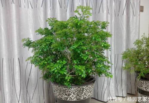 盆栽|老婆拿这种水来浇花,家里养的绿植再也没生过虫,还繁花似锦!
