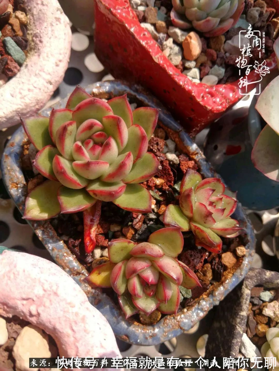 爱这一片缤纷的色彩,因为我们都是好色之徒!