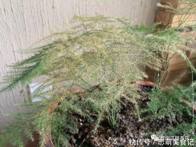 这些花千万别乱晒太阳,晒一盆死一盆