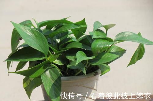 叶片|最厉害的养花营养液给绿萝喝一勺，四季不黄叶，一窜2米高