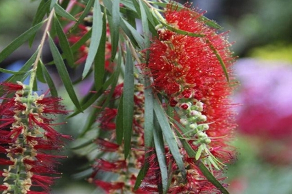 此花的花朵英姿飒爽,每到夏季炫目多彩,有着风韵独特的寓意!